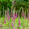 Bloomique - Set di 3 - Digitalis purpurea 'Gloxiniiflora' - Digitale - Resistente al freddo - Altezza 10-20 cm - Vaso 9x9 cm