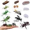 JOKFEICE Insetti Giocattolo in Plastica, 12 Pezzi, Ciclo Vitale della Locusta, Formica Rossa e Zanzara, Figure Realistiche, Giocattolo Educativo per Progetti Scientifici