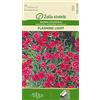 Seklos LT | LAMPEGGIANTE HEIDENELKE | Pianta perenne | Semi di fiori | Pianta di facile manutenzione | Per vaso, alpinum, tomba | semi di piante | 1 confezione