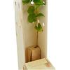 FINCA CASAREJO Gelso nero (Morus Nigra) - Albero da frutto rustico ed elegante - Giovane germoglio di 30 cm ricevuto in una scatola di legno riutilizzabile - 1 unità