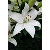 Flora Import 10 X Lilium Bright Diamond - Giglio Bright Diamond - Calibro Superiore