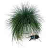 POWERS TO FLOWERS - FESTUCA GLAUCA BLU VASO 17 CM DIAMETRO, pianta vera