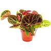 Exotenherz - Begonia selvatica - Begonia ferox - spettacolare pianta fogliare - Rarità - vaso da 12 cm