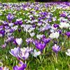 Plant in a Box - Crocus Miscela a fioritura grande - Bulbi da fiore x30 - Croco - Viola/Giallo