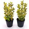 POWERS TO FLOWERS - EUONYMUS GIALLO/VERDE, 2 PIANTE vaso12cm, piante vere