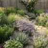 Bloomique - Set di 3 - Limonium Latifolium - Lavanda di mare - Resistente all'inverno - Perenne - Altezza 10-20 cm - Vaso da 9 cm