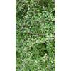 Generico Pianta di Muehlenbeckia 12
