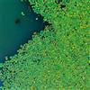 Generic lenticchia d'acqua d'appartamento purificatrici d'aria resistenti 1000semi