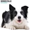 Magnet & Steel Calendario moderno 2026 Border Collie