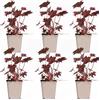 Bloomique - Set di 6 - Heuchera micrantha 'Palace Purple' - Heuchera - Pianta da giardino - Resistente al freddo - Sicura per animali - Altezza 10-20 cm - Vaso 9x9 cm
