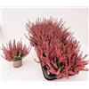 POWERS TO FLOWERS - ERICA CALLUNA, ERICA ROSSA, VASO 9,5 CM DIAMETRO, 5 PIANTE, piante vere