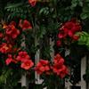 Generic bignonia rampicante giardino raro roccioso balcone 200semi