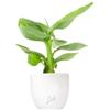 FLOB Pianta di Banano - Sviluppo Contenuto, in Estate si Può Posizionare in Terrazzo - Vaso Bianco Perlato