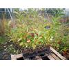 Vivai Piante Ferretti Viburnum lucidum 30 piante (foto reali)