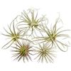 Chive Piante aeree artificiali - Set di 5, piccole - Piante finte di Tillandsia bromelia ultra realistiche - Piante grasse finte decorative per la casa e l'ufficio - Nessuna cura necessaria!