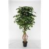 LIGUORO SHOP Ficus Benjamin Pianta Sintetica Finta Con Tronchi Intrecciati Legno Naturale e Foglie Poliestere Seta (Ficus-Benjamin 210cm)