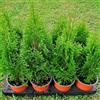Generico Thuja occidentalis smaragd, 10 piante alte 20-30 cm, vaso 13