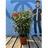 Sunny Tree - Pianta - oleandro - Nerium oleandro - Colore Rosso - Altezza 100-120 cm - per esterni - Pervinca in inverno