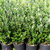 Azienda Agricola Tempesti Stefania Feijoa Sellowana, 2 piante con altezza 40/60 cm, vaso Ø16 cm