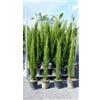 VIVAIO GARDEN FOREST Cipresso Toscano H 180 cm in Vaso 24 - Eleganza Mediterranea