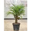 VIVAIO GARDEN FOREST Phoenix Roebelenii V26 Palma Nana dei Datteri H 150cm