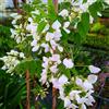 Generico Glicine a Fiore Bianco, 2 piante alte 40/60 cm, vaso 9