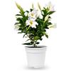 Febo Garden Dipladenia per Balcone e Terrazzo, Vaso Ø14 cm, Bianco, Pianta Ornamentale Fiorita, H35 cm