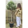 POWERS TO FLOWERS - ULIVO ALBERELLO H160/170CM, Pianta Vera