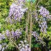 Generico Glicine a Fiore Viola, 2 piante alte 40/60 cm, vaso 9