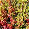Generico Vite Canadese, 8 piante alte 60/80 cm, vaso 8, Vite americana, Parthenocissus quinquefolia
