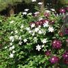 ClematisOnline Siepe sempreverde con piante rampicanti - Clematis ed edera per una siepe di 4 metri con schermatura totale per la privacy | 35 Piante Rampicanti