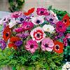 Bloomique - Mix di 50 - Anemone de Caen - Anemone da giardino - Mix di colori - Bulbi - Fioritura primaverile - Perenni - Cresce fino a 20-25 cm