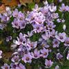 Bloomique - Mix di 40 - Crocus sativus - Croco da zafferano - Blu - Bulbi - Fioritura autunnale - Perenni - Cresce fino a 5-10 cm