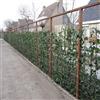 ClematisOnline 6 x Edera - Hedera Hibernica 75/100 cm: 6 acquista, 4 paga - 6 piante rampicanti sempreverdi per una siepe da 1 metro lineare con 100% protezione dalla vista (assolutamente opaca) | ClematisOnline