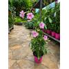 POWERS TO FLOWERS - DIPLADENIA GELSOMINO PANDOREA, VASO 14CM DIAMETRO, pianta vera
