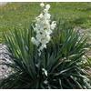 AMDGarden Yucca Filamentosa da fiore h 70 cm in vaso 18 cm AMDGarden