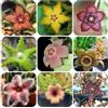 Generic stapelia giardino roccioso in vaso decorazione autunnale rara 90semi