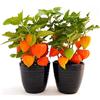POWERS TO FLOWERS - PHYSALIS ALKEKENGI, 2 PIANTE, IN VASO CERAMICA NERO, VASO 13CM DIAMETRO, piante vere