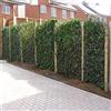 ClematisOnline 12 x edera 75-100 cm (Hedera Hibernica): 12 acquistare/pagare 7,5 | 12 piante rampicanti sempreverdi per una siepe di 2 metri, 100% frangivista (opaca) | ClematisOnline piante rampicanti