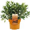 GardenersDream AZALEE DEL GIAPPONE ARANCIO ARBUSTO A FOGLIA PERSISTENTE PER GIARDINO PIANTE IN 2L POT x 1