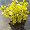 Vivaio di Castelletto 3 piante di Evonimo "Euonymus fortunei emerald gold", Pianta in vaso 7x7 cm, Piante vere, Vivaio di Castelletto