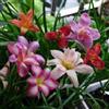MHTSNW Rari Lampadine Profumate,Giglio Di Pioggia,Classic,Crescita Rapida Bellissimo Giardino.-3bulbi-H