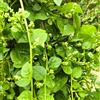 Generic Spinaci Malabar - balcone arredamento del soggiorno da giardino roccioso copertura del terreno giardino 150semi