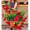 POWERS TO FLOWERS - DIPLADENIA ROSSE VASO 14CM DIAMETRO, 2PIANTE, piante vere