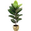 Flair Flower Albero di gomma artificiale, grande, pianta artificiale, pianta decorativa, pianta verde, pianta da interni con vaso da fiori, pianta decorativa a foglie, pianta da ufficio, pianta in gomma, albero