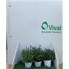 Vivai Decandia Giovanni PIANTA DI LAVANDA ANGUSTIFOGLIA IN VASO 14 CM profumatissima