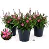 POWERS TO FLOWERS - GAURA 3 PIANTE, VASO 14CM DIAMETRO, Piante vere