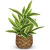 Oairse Pianta artificiale grande da 32 cm, in cesto di rattan, pianta artificiale di dracaena, piante finte in vaso, pianta artificiale tropicale per casa, bagno, cucina, decorazione