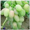 VJIDOSO Rizomi d'uva,resistenti,uva a tavoletta,acquista viti,rare,Decorazioni da giardino,Gratis e fragrante,Rizomi d'uva coltivazione,Piantare la vite.-1knolle-E