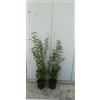 Vivai Decandia Giovanni PIANTA DI LIGUSTRUM JAPONICUM VASO CM 18 ALTEZZA 60/70 CM LIGUSTRO